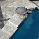 ATLAS PICS 2 23 15 092